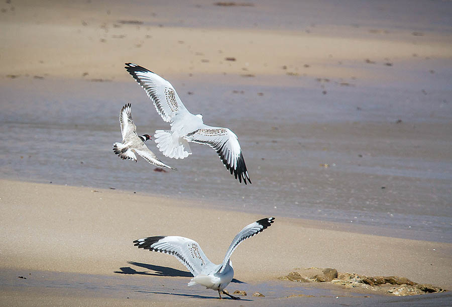 plover flying - MPNEWS