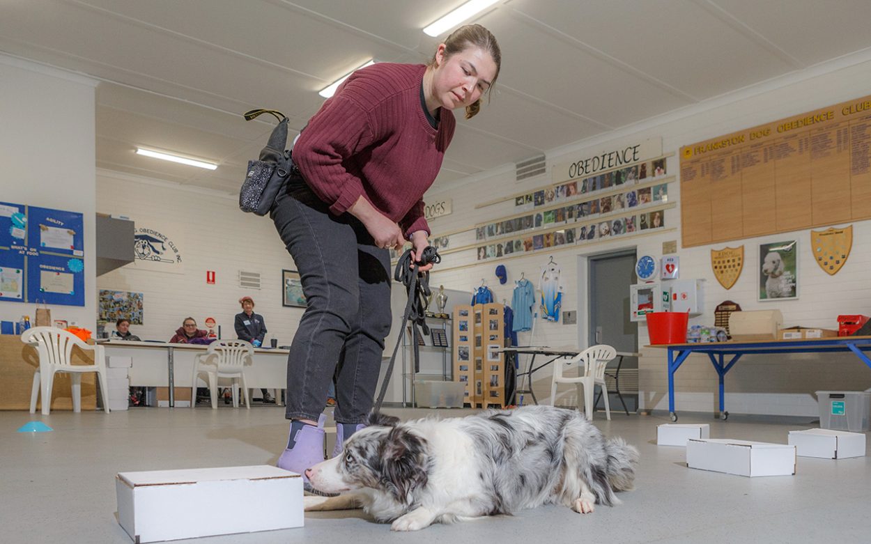 Nosing around: Biddy McPhee-Lam going on the hunt with her border collie Wren when Mornington Obedience Dog Club held its scent trails at the Frankston Dog Obedience Club grounds in Langwarrin. Picture: Gary Sissons