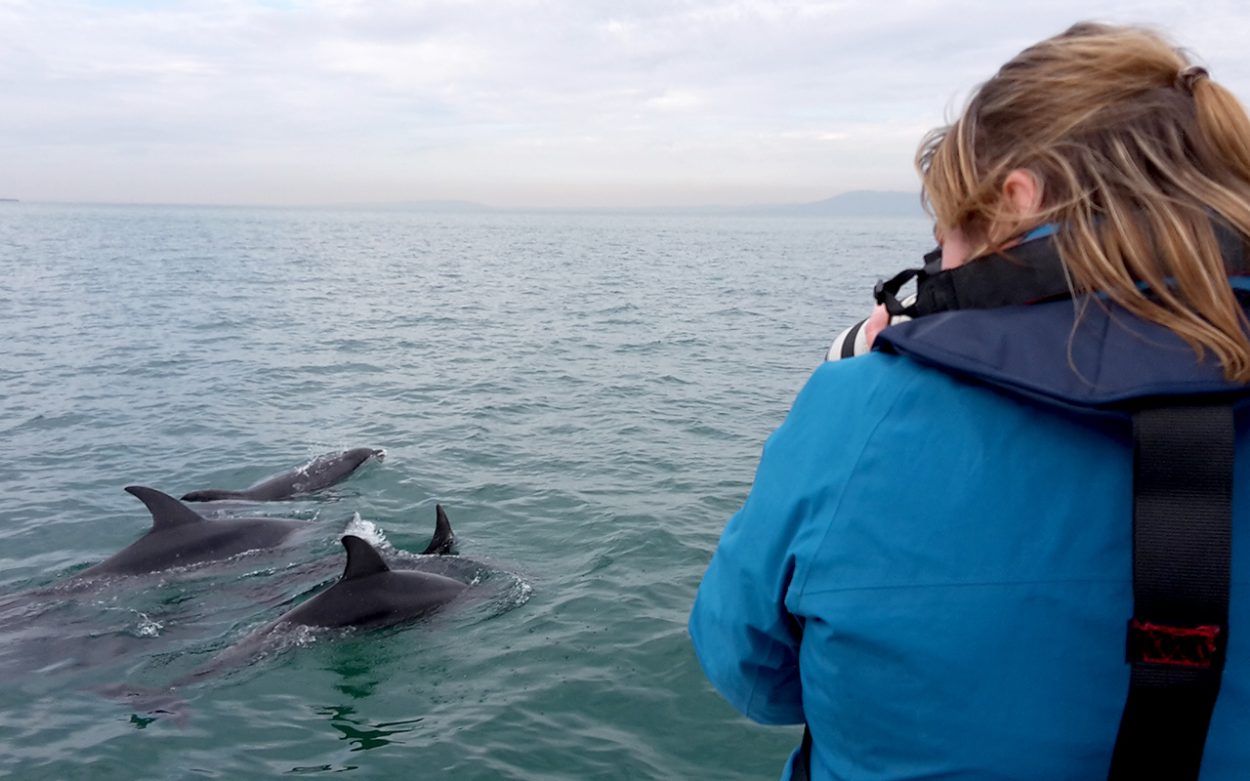 Cetacean watch: Dr Sue Mason photographing dolphins in Port Phillip during a research survey. Picture: Dave Donnelly