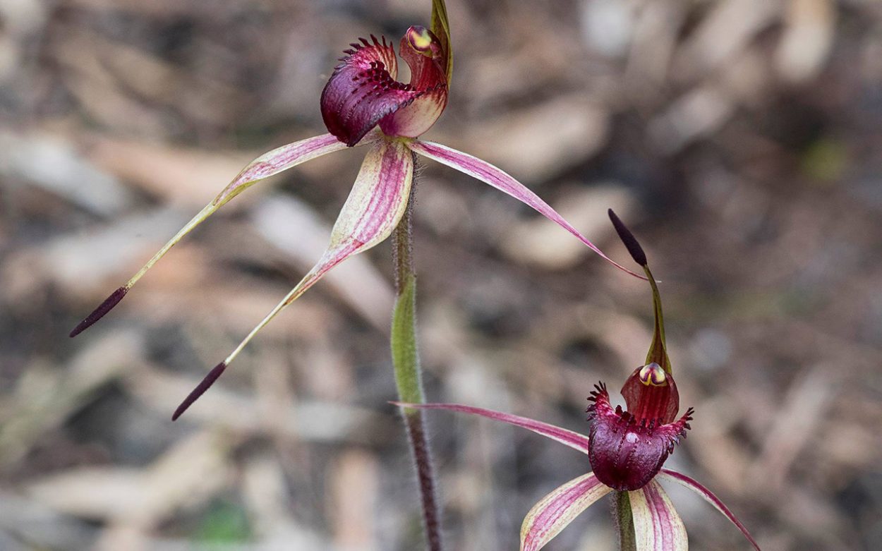 Frankston Spider Orchid