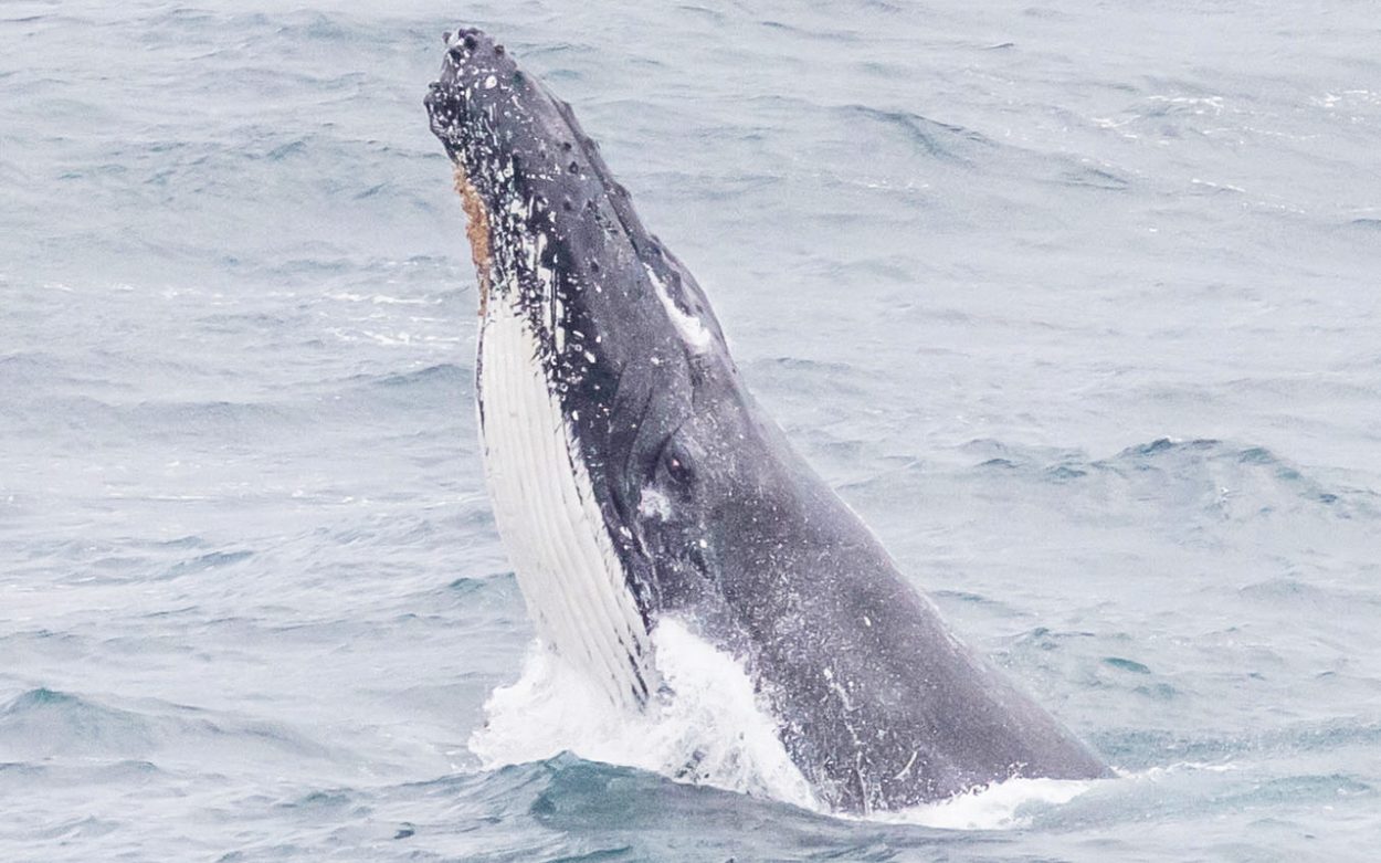 WHALES take a look around after surfacing, or head lunging, during their approach to Cape Schanck. Picture: Georgie Puschner