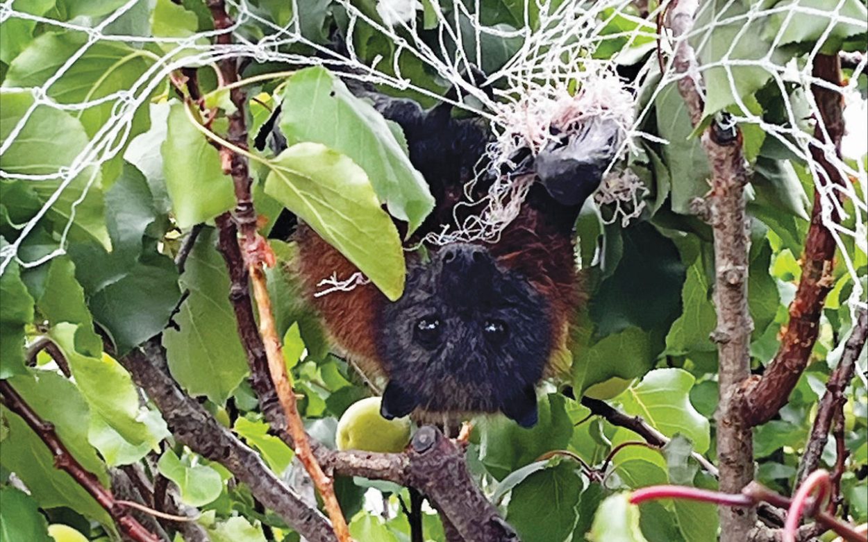 The Conservation Regulator, Zoos Victoria, RSPCA Victoria, Wildlife Victoria, and Animal Welfare Victoria have partnered to address the dangers illegal household netting pose to wildlife, especially native bat species.