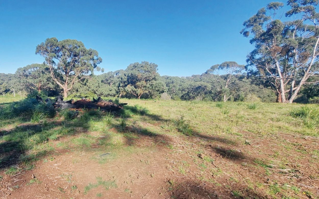 THE property as it appears today after the illegal land clearing. Picture: Supplied