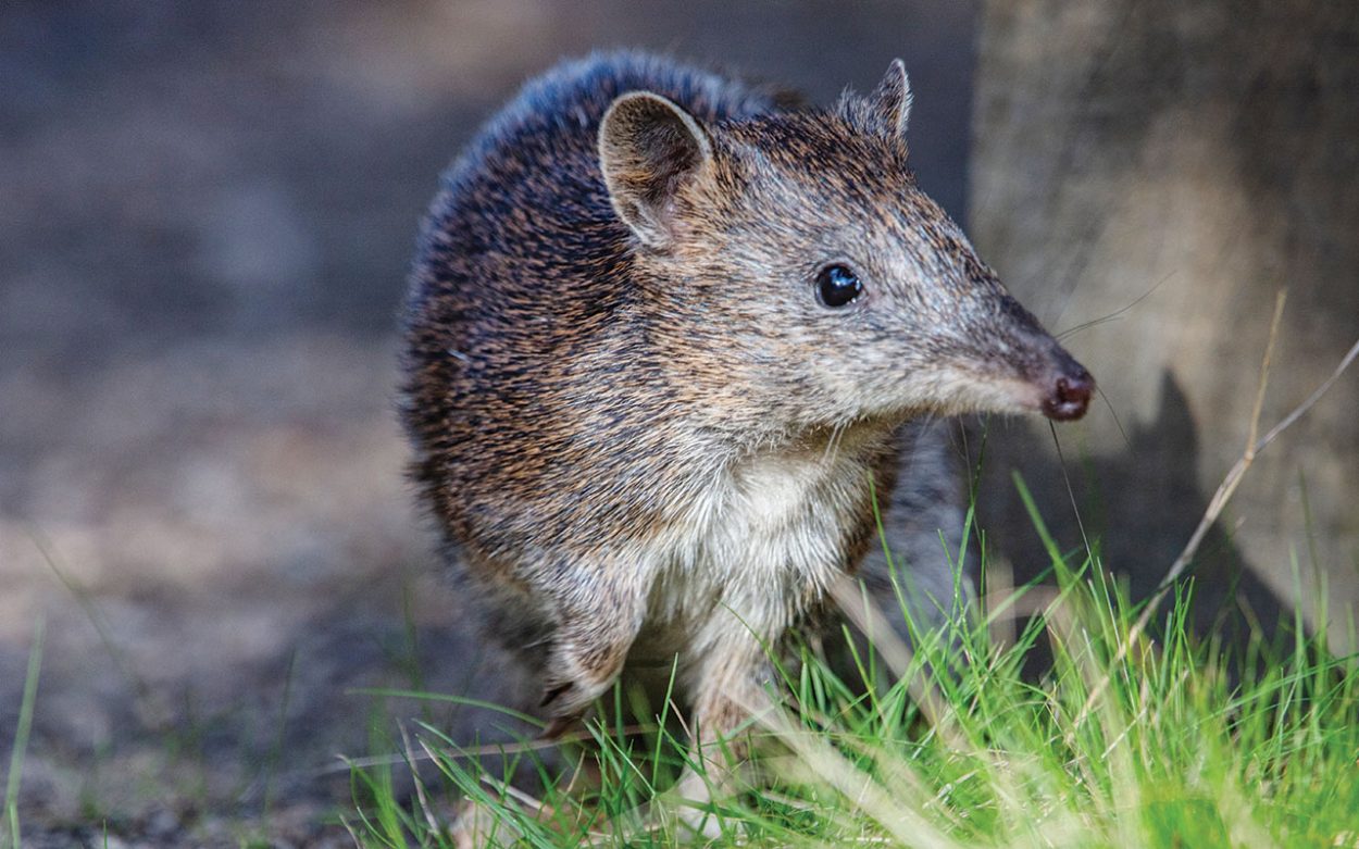 THE southern brown bandicoot. Picture: Supplied